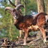 Muflon 0304